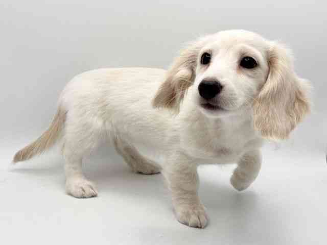 大阪府のミニチュアダックスフンド(ロング) (ひごペットフレンドリーみのおキューズモール店/2025年11月1日生まれ/女の子/イエロー)の子犬の3枚目の画像