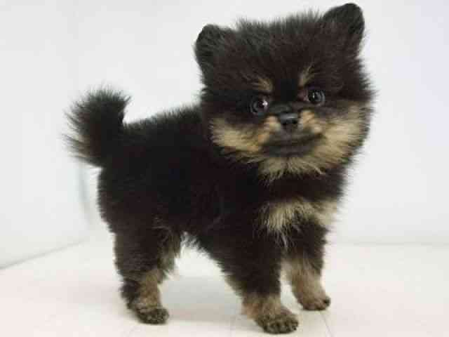 福岡県のポメラニアン (ひごペットフレンドリーゆめタウン筑紫野店/2025年11月1日生まれ/女の子/ブラックタン)の子犬の3枚目の画像