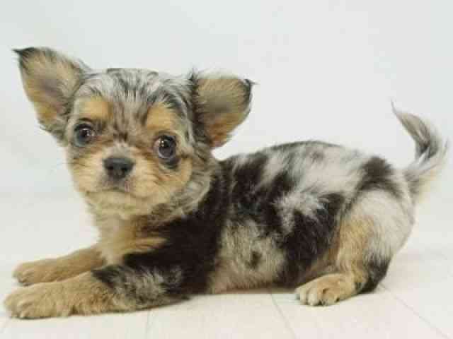 福岡県のチワワ(ロング) (ひごペットフレンドリーゆめタウン筑紫野店/2025年11月1日生まれ/男の子/ブルーマールタン)の子犬の3枚目の画像