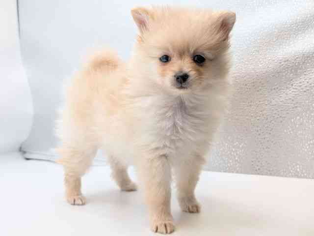 香川県のポメラニアン (ひごペットフレンドリーゆめタウン高松店/2025年11月1日生まれ/女の子/クリーム)の子犬の3枚目の画像