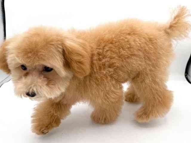 大阪府のトイプードル(トイ) (ひごペットフレンドリーイオンそよら海老江店/2025年11月1日生まれ/女の子/アプリコット)の子犬の3枚目の画像