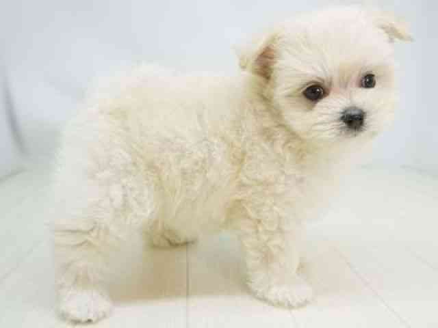 福岡県のポメマル/マルポメ(ポメラニアン×マルチーズ) (ひごペットフレンドリーゆめタウン筑紫野店/2025年10月31日生まれ/女の子/クリーム)の子犬の3枚目の画像