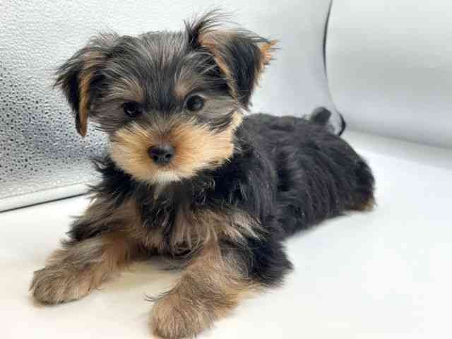 香川県のヨークシャーテリア (ひごペットフレンドリーゆめタウン高松店/2025年11月1日生まれ/男の子/スチールブルータン)の子犬の3枚目の画像