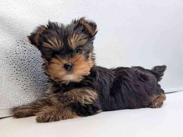 香川県のヨークシャーテリア (ひごペットフレンドリーゆめタウン高松店/2025年11月1日生まれ/男の子/スチールブルータン)の子犬の3枚目の画像