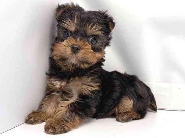 京都府のヨークシャーテリア (ひごペットフレンドリー洛北阪急スクエア店/2025年11月1日生まれ/男の子/スチールブルータン)の子犬の3枚目の画像