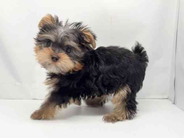 京都府のヨークシャーテリア (ひごペットフレンドリー洛北阪急スクエア店/2025年11月1日生まれ/男の子/スチールブルータン)の子犬の3枚目の画像