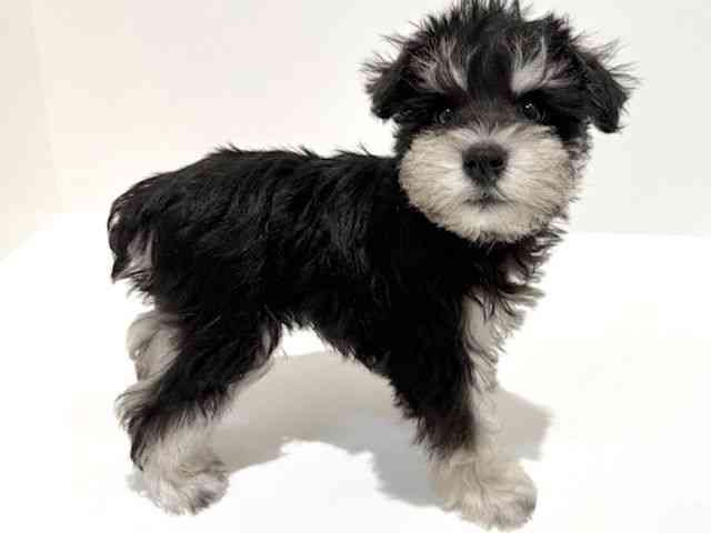 大阪府のミニチュアシュナウザー (ひごペットフレンドリーイオン高槻店/2025年11月1日生まれ/女の子/ブラックシルバー)の子犬の3枚目の画像