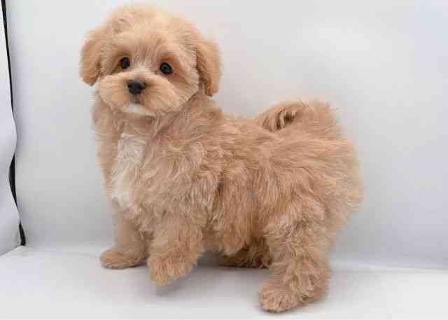 島根県のマルプー(マルチーズ×プードル) (ひごペットフレンドリーイオン松江ショッピングセンター店/2025年11月1日生まれ/女の子/アプリコット)の子犬の3枚目の画像