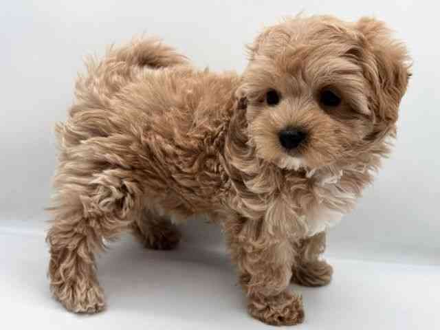 島根県のマルプー(マルチーズ×プードル) (ひごペットフレンドリーイオン松江ショッピングセンター店/2025年11月1日生まれ/女の子/アプリコット)の子犬の3枚目の画像