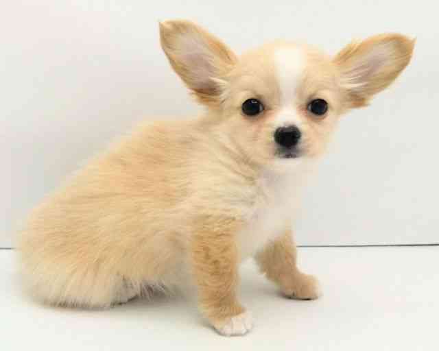 兵庫県のチワックス(チワワ×ダックス) (ひごペットフレンドリークラウンパーク伊丹店/2025年10月27日生まれ/女の子/クリームホワイト)の子犬の3枚目の画像