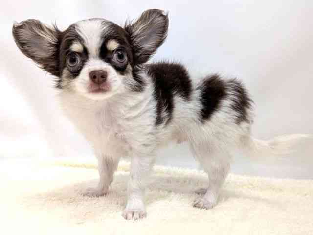 広島県のチワワ(ロング) (ひごペットフレンドリーゆめタウン廿日市店/2025年11月1日生まれ/男の子/チョコレートタンホワイト)の子犬の3枚目の画像