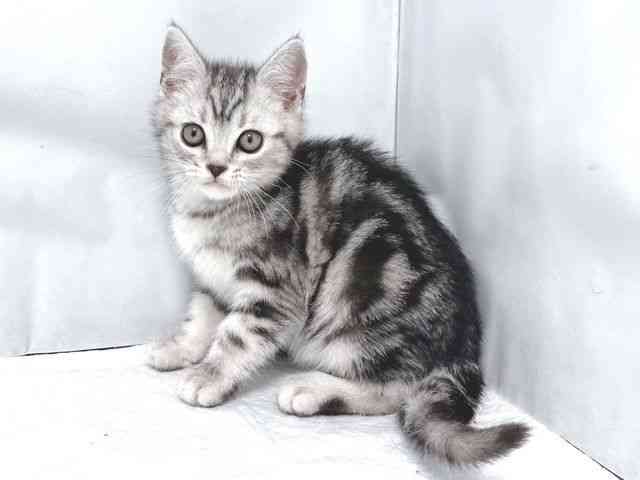 大阪府のアメリカンショートヘアー (ひごペットフレンドリー堺プラットプラット店/2025年11月1日生まれ/男の子/シルバータビー)の子猫の3枚目の画像