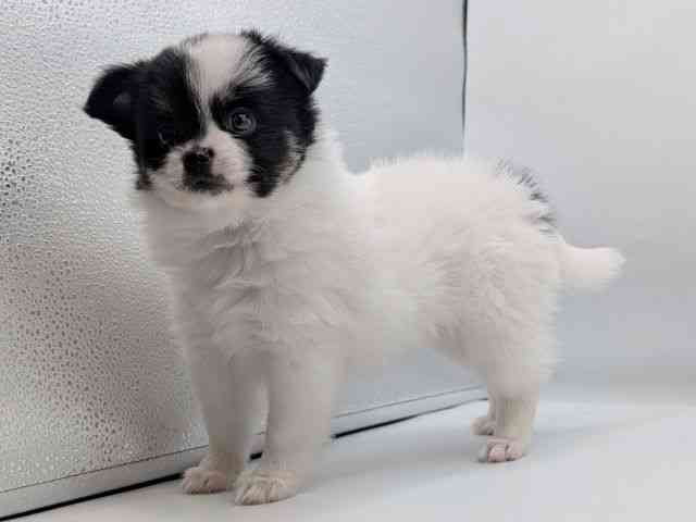 香川県のポメチワ/チワポメ/ポメチー(ポメラニアン×チワワ) (ひごペットフレンドリーゆめタウン高松店/2025年11月1日生まれ/女の子/パーティーカラー)の子犬の3枚目の画像