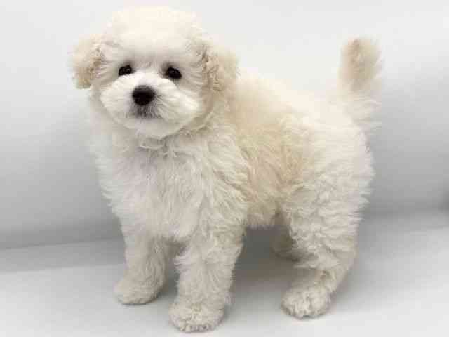 大阪府のトイプードル(トイ) (ひごペットフレンドリーららぽーとEXPOCITY店/2025年11月1日生まれ/男の子/ホワイト)の子犬の3枚目の画像