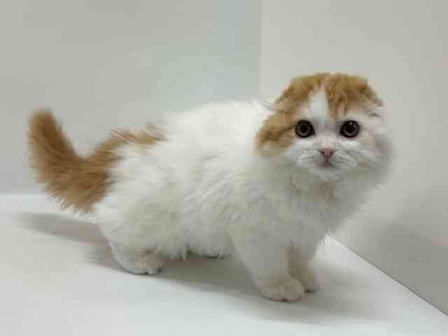 大阪府のスコティッシュフォールド (ひごペットフレンドリーアクロスプラザ住之江店/2025年10月31日生まれ/男の子/レッドタビーホワイト)の子猫の3枚目の画像