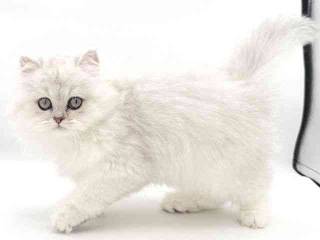 大阪府のペルシャ (ひごペットフレンドリーイオンそよら海老江店/2025年10月29日生まれ/男の子/チンチラシルバー)の子猫の3枚目の画像