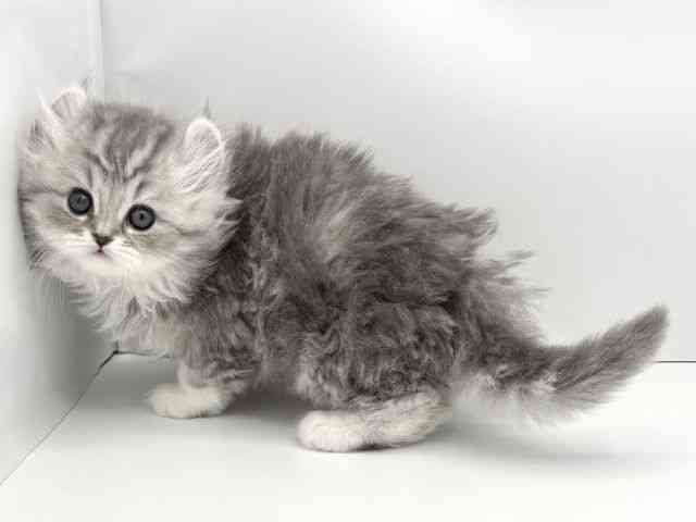 兵庫県のアメリカンカール (ひごペットフレンドリークラウンパーク伊丹店/2025年11月2日生まれ/男の子/ブルータビーホワイト)の子猫の3枚目の画像