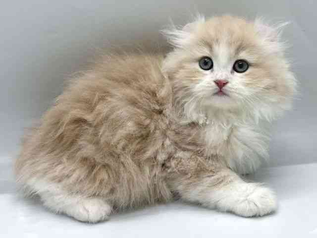 京都府のアメリカンカール (ひごペットフレンドリー京都店/2025年11月2日生まれ/男の子/クリームタビーホワイト)の子猫の3枚目の画像