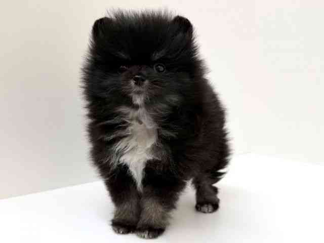 兵庫県のポメラニアン (ひごペットフレンドリーブルメールHAT神戸店/2025年10月29日生まれ/男の子/ブラックタンホワイト)の子犬の3枚目の画像