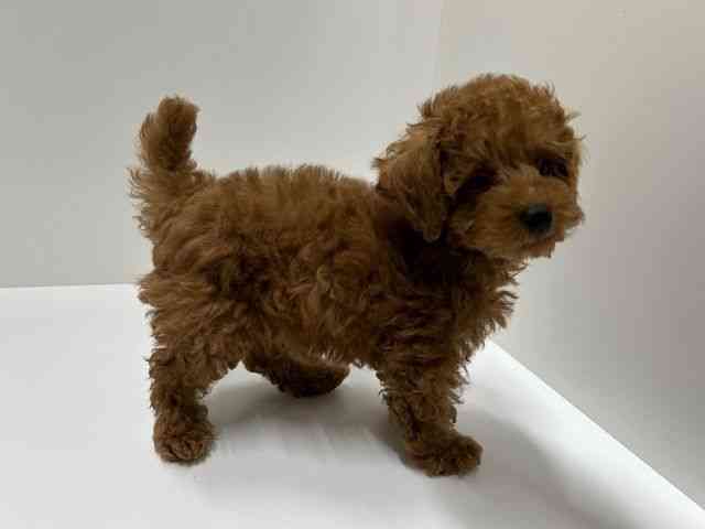 愛知県のトイプードル(トイ) (ひごペットフレンドリーららぽーと名古屋みなとアクルス店/2025年11月2日生まれ/男の子/レッド)の子犬の3枚目の画像