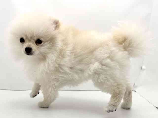 兵庫県のポメラニアン (ひごペットフレンドリークラウンパーク伊丹店/2025年10月30日生まれ/女の子/クリーム)の子犬の3枚目の画像