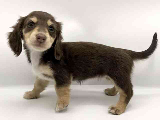 大阪府のミニチュアダックスフンド(ロング) (ひごペットフレンドリーららぽーとEXPOCITY店/2025年10月24日生まれ/女の子/チョコレートイエロー)の子犬の3枚目の画像