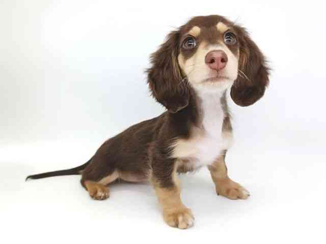 大阪府のミニチュアダックスフンド(ロング) (ひごペットフレンドリー泉ヶ丘店/2025年10月24日生まれ/女の子/チョコレートイエロー)の子犬の3枚目の画像