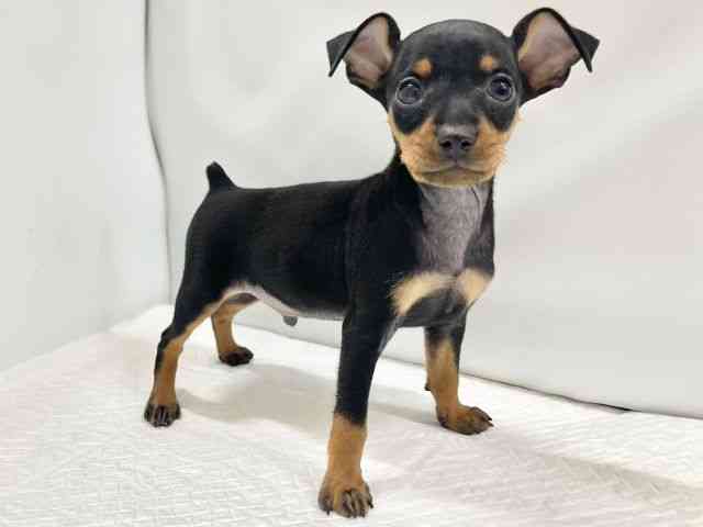 高知県のミニチュアピンシャー (ひごペットフレンドリーイオンモール高知店/2025年11月1日生まれ/男の子/ブラックタン)の子犬の3枚目の画像