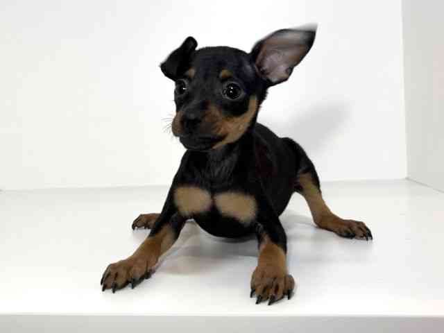 兵庫県のミニチュアピンシャー (ひごペットフレンドリーイトーヨーカドー明石店/2025年11月1日生まれ/女の子/ブラックタン)の子犬の3枚目の画像