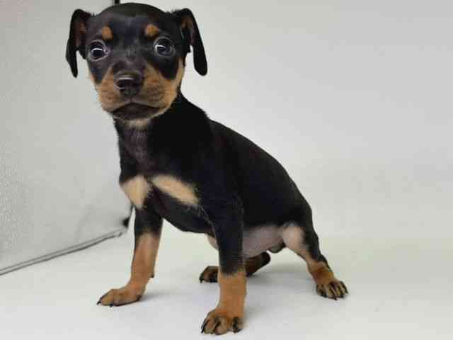 大阪府のミニチュアピンシャー (ひごペットフレンドリー瓜破店/2025年11月1日生まれ/男の子/ブラックタン)の子犬の3枚目の画像