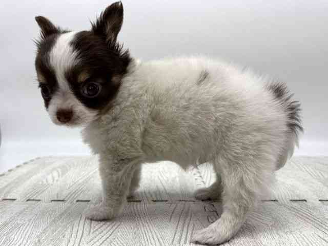 島根県のポメチワ/チワポメ/ポメチー(ポメラニアン×チワワ) (ひごペットフレンドリーイオンモール出雲店/2025年10月29日生まれ/男の子/ホワイトチョコレートタン)の子犬の3枚目の画像