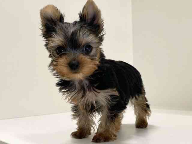 兵庫県のヨークシャーテリア (ひごペットフレンドリーイトーヨーカドー明石店/2025年10月30日生まれ/女の子/スチールブルータン)の子犬の3枚目の画像