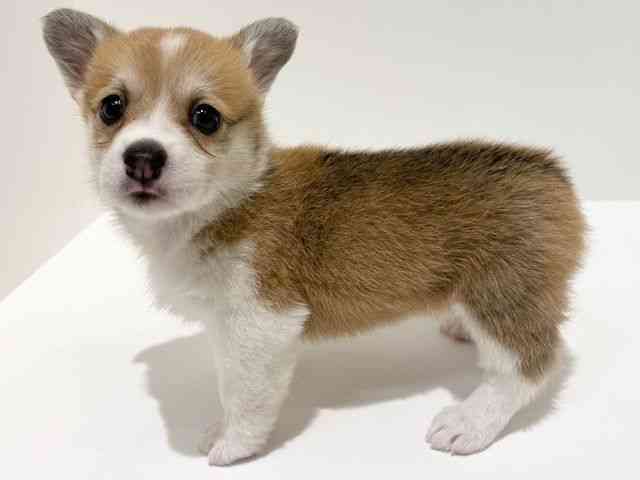 大阪府のウェルシュコーギーペンブローク (ひごペットフレンドリーイオン高槻店/2025年11月2日生まれ/女の子/セーブルホワイト)の子犬の3枚目の画像