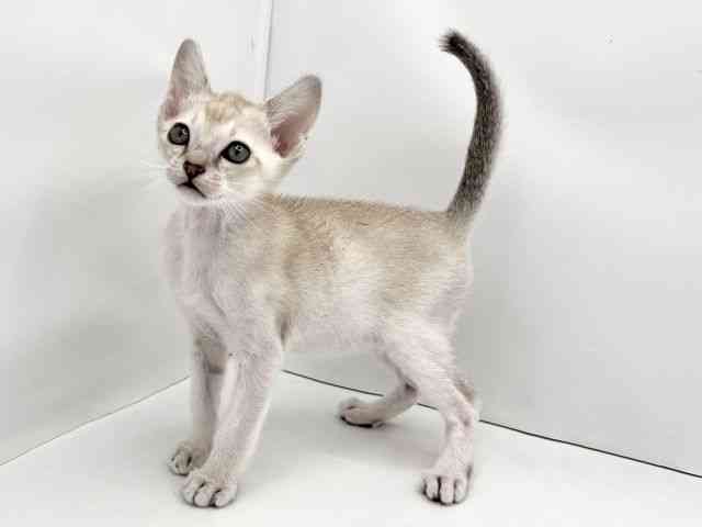 兵庫県のシンガプーラ (ひごペットフレンドリークラウンパーク伊丹店/2025年11月2日生まれ/男の子/セピアアグーティ)の子猫の3枚目の画像