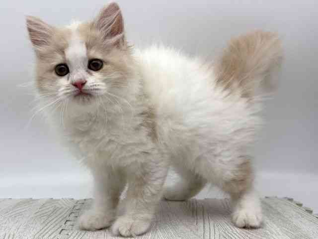 島根県のサイベリアン (ひごペットフレンドリーイオンモール出雲店/2025年11月1日生まれ/女の子/クリームホワイト)の子猫の3枚目の画像