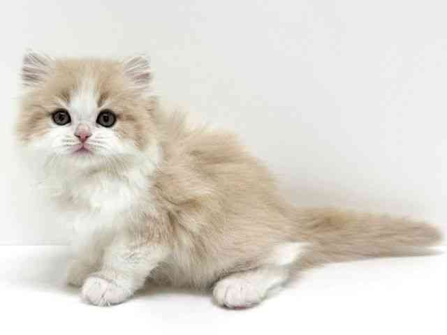 大阪府のラガマフィン (ひごペットフレンドリーくずはモール店/2025年11月2日生まれ/男の子/クリームホワイト)の子猫の3枚目の画像