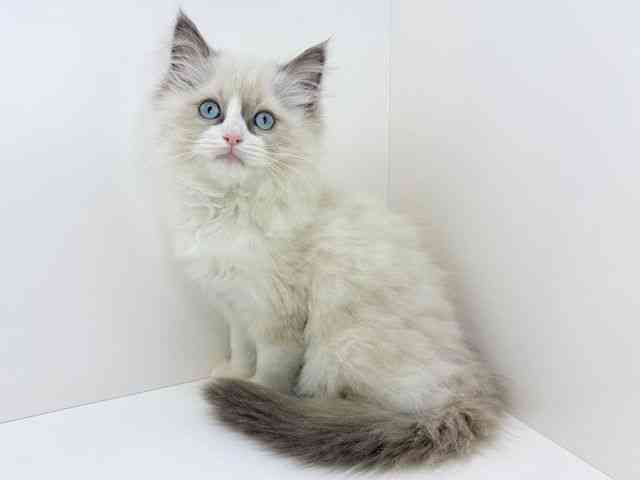 大阪府のラグドール (ひごペットフレンドリーいこらもーる泉佐野店/2025年11月1日生まれ/女の子/シールポイントバイカラー)の子猫の3枚目の画像
