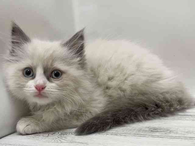 和歌山県のラグドール (ひごペットフレンドリーパームシティ和歌山店/2025年11月1日生まれ/女の子/シールポイントバイカラー)の子猫の3枚目の画像