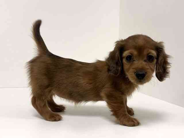 愛知県のミニチュアダックスフンド(ロング) (ひごペットフレンドリーイトーヨーカドー知多店/2025年11月1日生まれ/女の子/レッド)の子犬の3枚目の画像