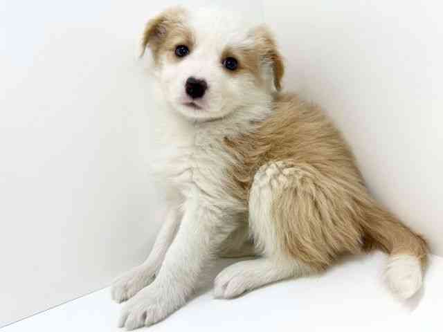 大阪府のボーダーコリー (ひごペットフレンドリーいこらもーる泉佐野店/2025年11月1日生まれ/女の子/レッドホワイト)の子犬の3枚目の画像