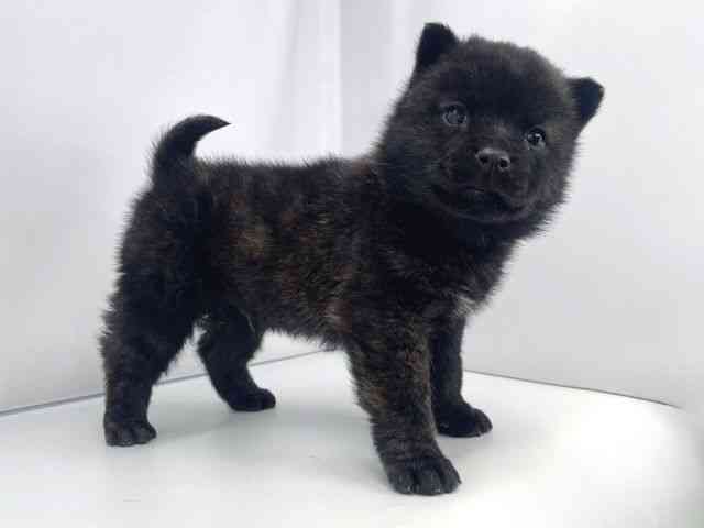 兵庫県の甲斐犬 (ひごペットフレンドリーイオンタウン加古川店/2025年11月1日生まれ/男の子/黒虎)の子犬の3枚目の画像