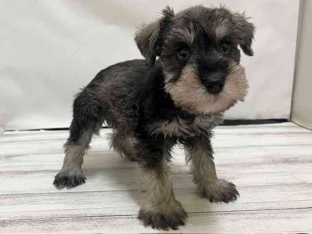 和歌山県のミニチュアシュナウザー (ひごペットフレンドリーパームシティ和歌山店/2025年10月31日生まれ/女の子/ソルトペッパー)の子犬の3枚目の画像