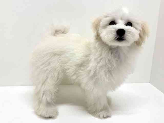 大阪府のトイプードル(トイ) (ひごペットフレンドリーくずはモール店/2025年11月2日生まれ/女の子/ホワイト)の子犬の3枚目の画像