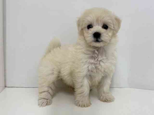 大阪府のトイプードル(トイ) (ひごペットフレンドリーベルファⅡ都島店/2025年11月2日生まれ/女の子/ホワイト)の子犬の3枚目の画像