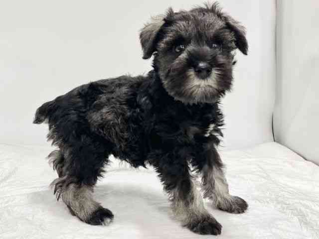 高知県のミニチュアシュナウザー (ひごペットフレンドリーイオンモール高知店/2025年11月2日生まれ/女の子/ソルトペッパー)の子犬の3枚目の画像