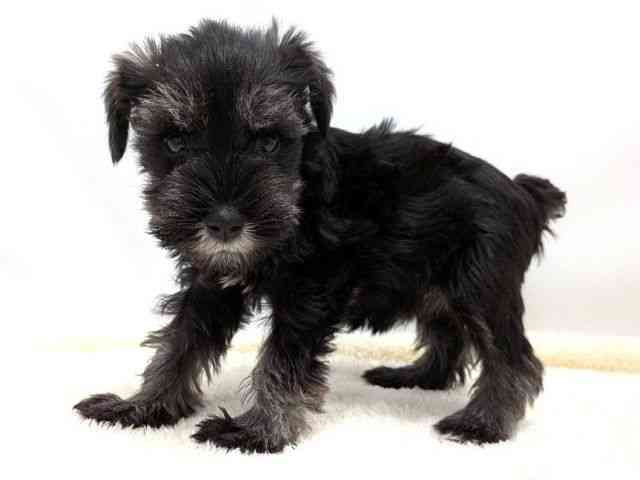 広島県のミニチュアシュナウザー (ひごペットフレンドリーゆめタウン廿日市店/2025年11月1日生まれ/女の子/ソルトペッパー)の子犬の3枚目の画像