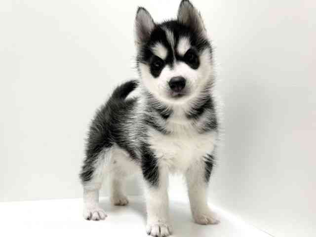 愛知県のシベリアンハスキー (ひごペットフレンドリーららぽーと名古屋みなとアクルス店/2025年11月1日生まれ/女の子/ブラックホワイト)の子犬の3枚目の画像
