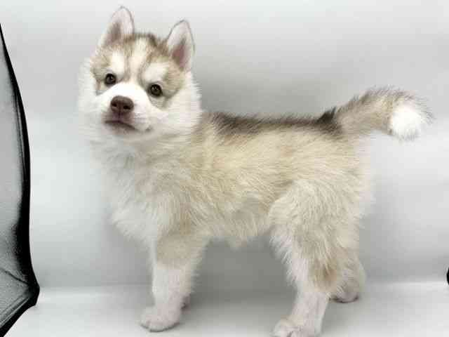 大阪府のシベリアンハスキー (ひごペットフレンドリーららぽーとEXPOCITY店/2025年11月1日生まれ/男の子/チョコレートホワイト)の子犬の3枚目の画像