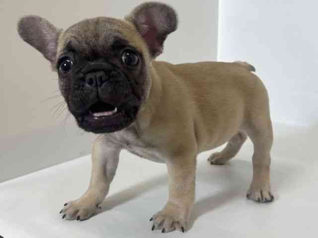 大阪府のフレンチブルドッグ (ひごペットフレンドリーアクロスプラザ住之江店/2025年10月30日生まれ/女の子/フォーン)の子犬の3枚目の画像