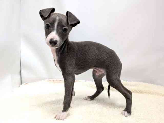 広島県のイタリアングレーハウンド (ひごペットフレンドリーゆめタウン廿日市店/2025年11月2日生まれ/男の子/ブルーホワイト)の子犬の3枚目の画像